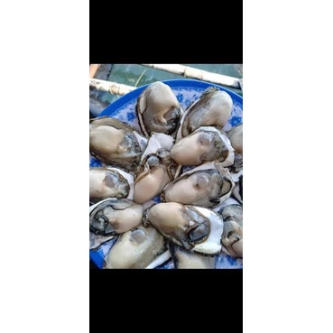 500gr ruột hàu sữa tươi thiên nhiên (ảnh thật) bao ngon từ vùng biển quảng ngãi | BigBuy360 - bigbuy360.vn