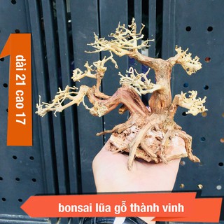 Lũa gỗ bể cá thủy sinh giá rẻ