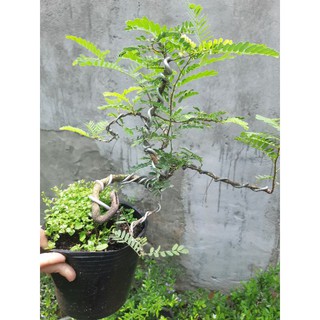 Cây me bonsai mini nhiều dáng