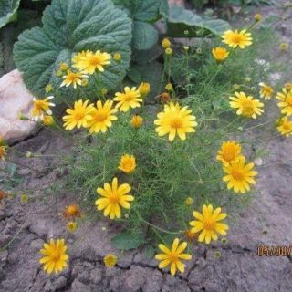 HẠT GIỐNG CÚC SAO BĂNG RỦ THÁI LAN