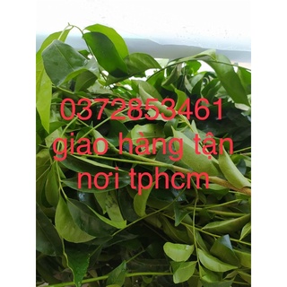 Lá mắc mật tươi (1KG)
