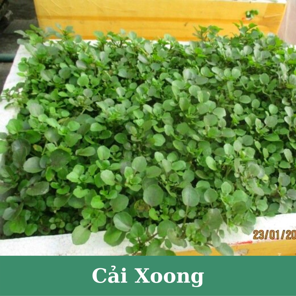 Hạt giống rau cải xoong, xà lách xoong trồng cạn giàu dinh dưỡng