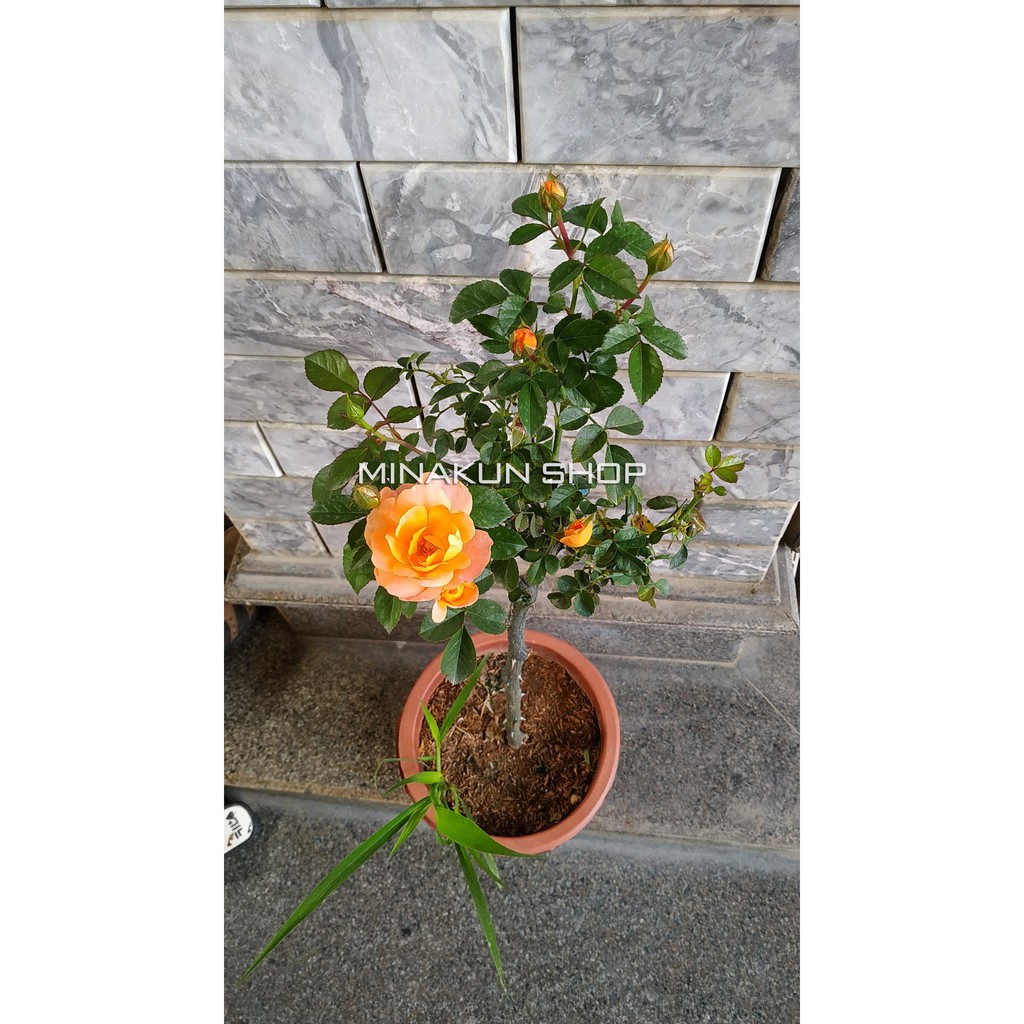 Hoa hồng Tezza cam cá hồi MinaKun Shop