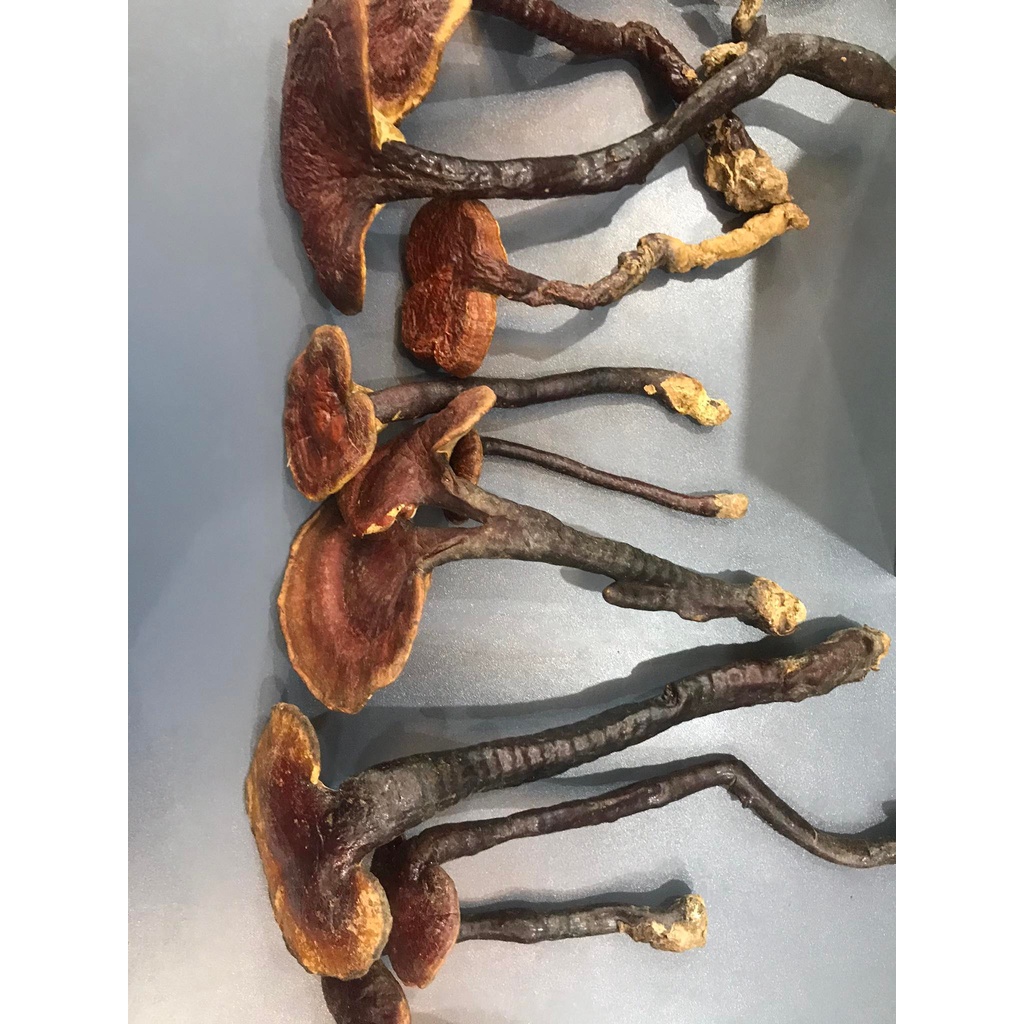 Nấm Lim Xanh Tiên Phước - Thái Lát 500GRAM