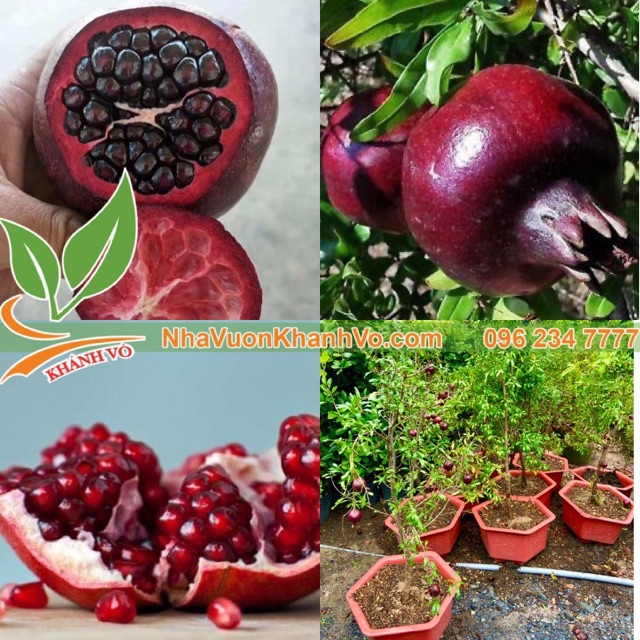 👉 Cây Lựu đỏ Nga giống lùn siêu trái - 0901493330