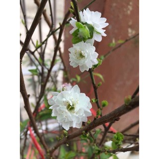 Cây giống Nhất chi mai (ảnh 4,5)