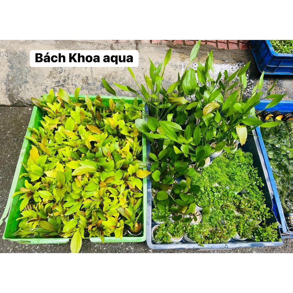 Cây thủy sinh - Lan nước