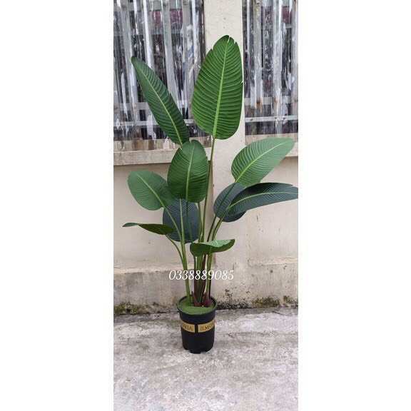 Cây chuối giả cảnh 1,2m, 1.6m, 1,9 m lá nhám sịn, kèm chậu. Trang trí nội thất, derco, phụ kiện chụp ảnh.