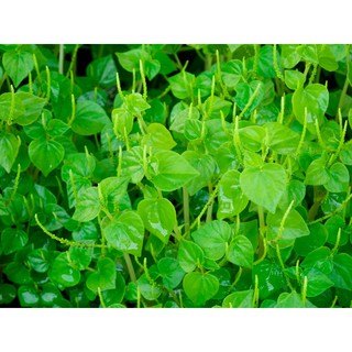 HẠT GIỐNG RAU CÀNG CUA