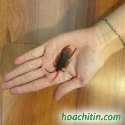 Hình nộm Gián nhựa