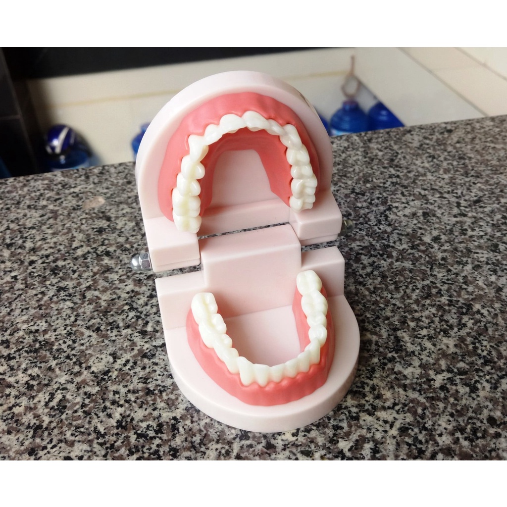 Mô hình răng toàn hàm tỷ lệ 1:1
