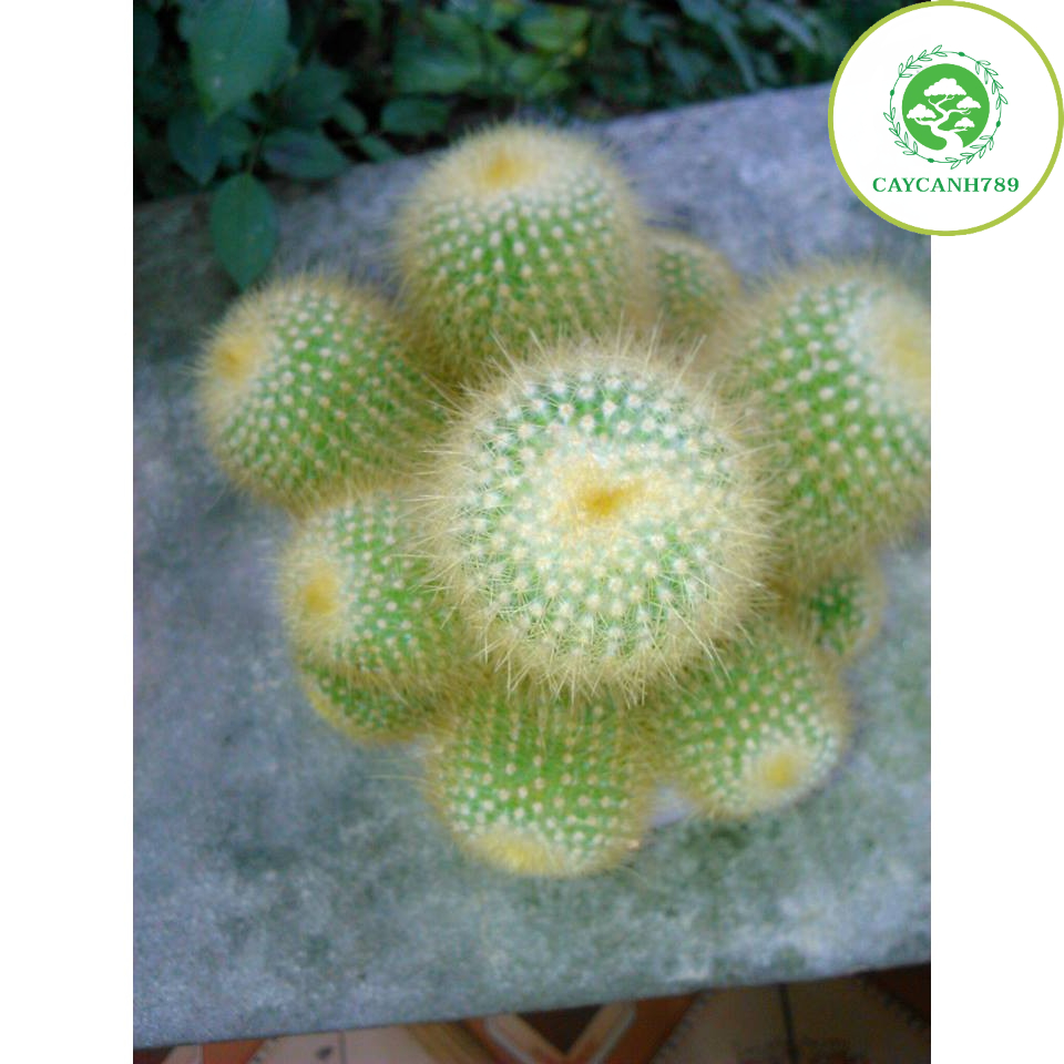 Xương rồng vàng to (Ảnh thật)