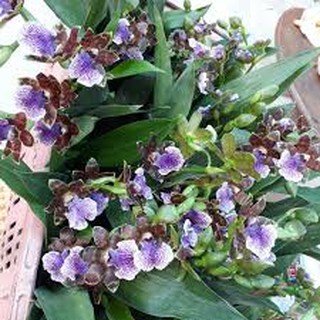 Lan vũ nữ cá mập, chậu trưởng thành, hoa từ tháng 8 tới tết, nở hoa 3 lần liên tiếp