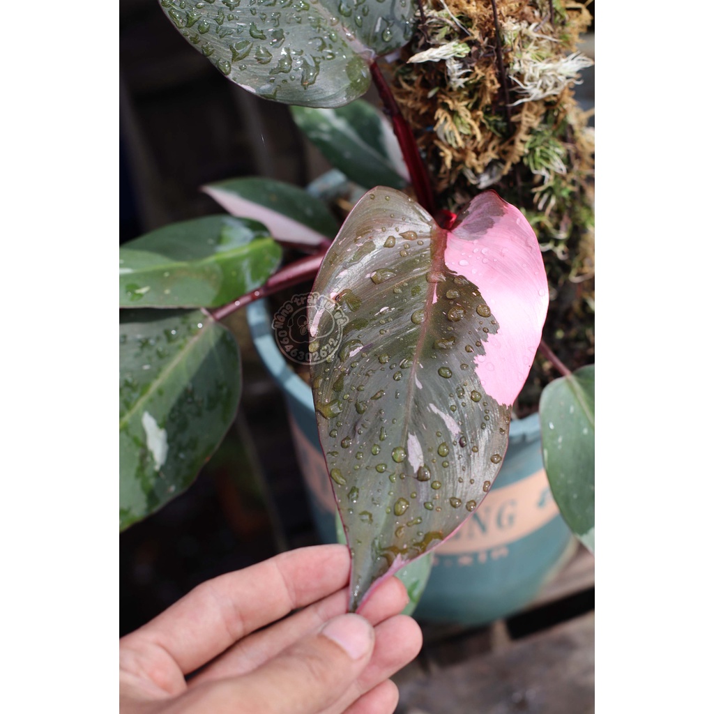HỒNG CÔNG CHÚA hay Trầu bà Son môi/ Philodendron pink princess - Rẻ nhất shopee