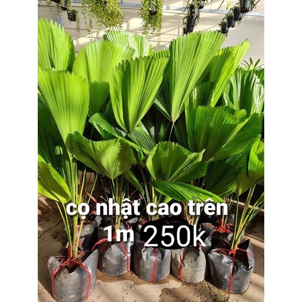 Cây cọ Nhật lớn