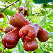 Cây Giống Mận An Phước