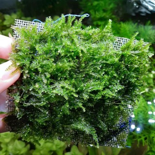 Rêu Mini TaiWan - Rêu Gắn Bonsai, gắn layout thuỷ sinh, bể cá cảnh