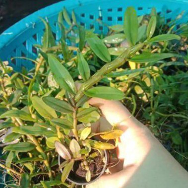 Lan phi điệp giống