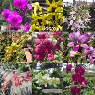 Hoa lan combo 10 màu hoa size cây giống cao 7-12cm