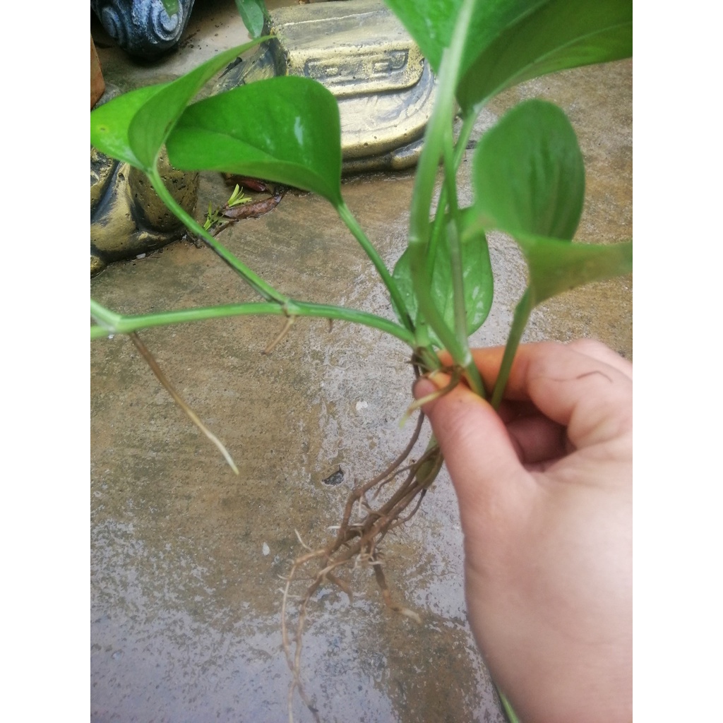 Cây Trầu Bà Leo