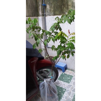Chậu Cây Khế ngọt cao 100cm .