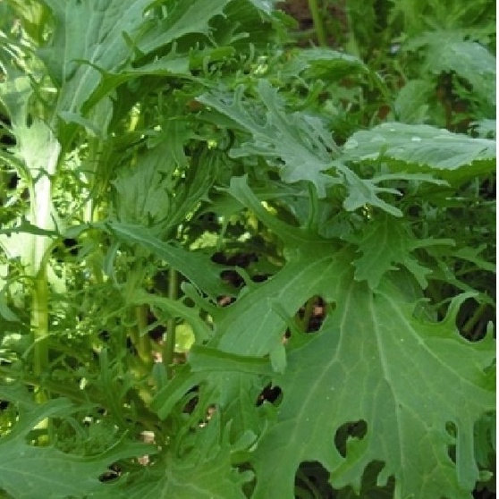 Gói 1kg Hạt giống rau cải mèo Hà Giang- gói 1kg