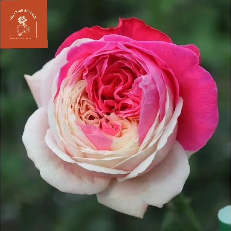 Hoa hồng ngoại Tamaki Rose cực đẹp Hồng thắm cực đẹp-HoaTuoiMeLinh