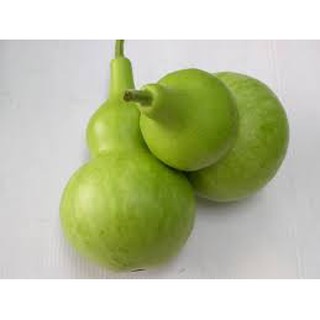 Hạt giống bầu hồ lô năng suất cao dễ nảy mầm
