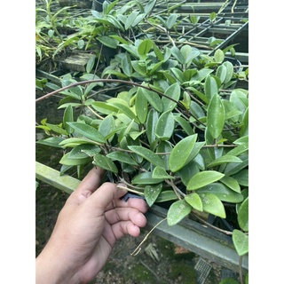 Hoa lan Cẩm Cù