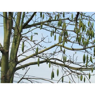 Hạt giống cây bông gòn 100gram/gói ( CHHG )