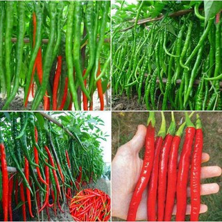 Hạt giống ớt siêu dài Hàn Quốc - 1 gói 30 hạt