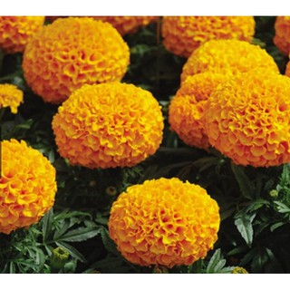 Hạt giống hoa Vạn thọ