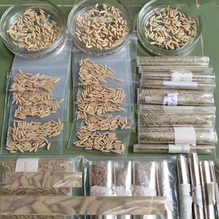 Hạt giống hoa sứ thái lan 10 hạt 10 màu