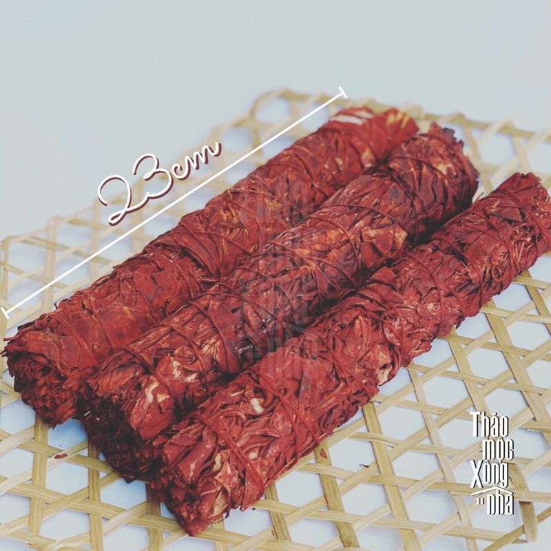 Xô Huyết Rồng size 23cm (Dragon Blood Sage)_THẢO MỘC XÔNG NHÀ