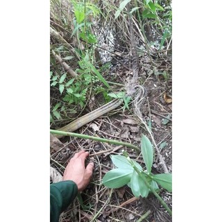 lưới bẫy rắn