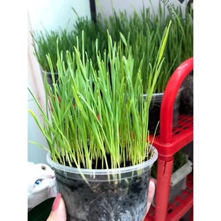 Hạt giống cỏ mèo tỷ lệ nảy mầm cao