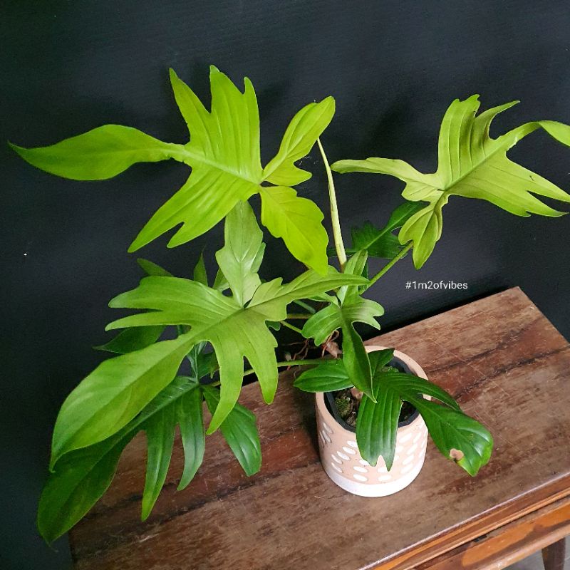 Cây Én vàng Philodendron florida ghost