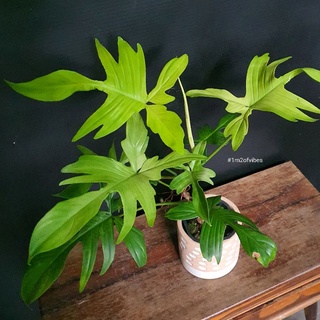 Cây Én vàng Philodendron florida ghost