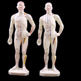 Mô Hình Cơ Thể Người Nam Châm 26cm
