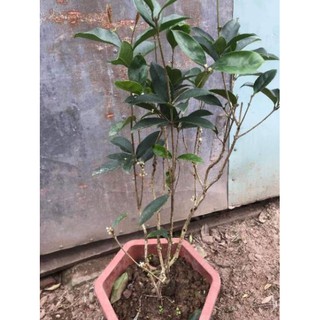 [Xả - Cắt Lỗ ] Cây Hoa Mộc Hương