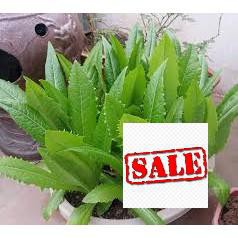 10 gr giống rau diếp thơm 100% nảy mầm SALE