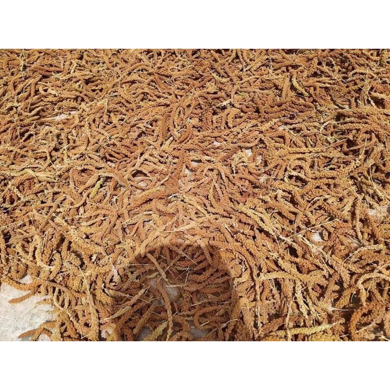 Hạt kê nếp vàng nghệ an 10kg giá sỉ