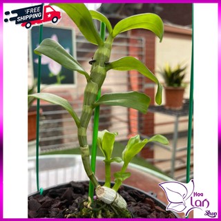 Lan Phi Điệp 🍀FREESHIP🍀 5 Cánh Trắng HO [ Ươm Kie ]