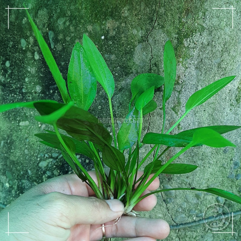 Cây Lan Nước Thuỷ Sinh (Bách Thuỷ Tiên) - Cây Thuỷ Sinh Dễ Trồng, Không Cần CO2