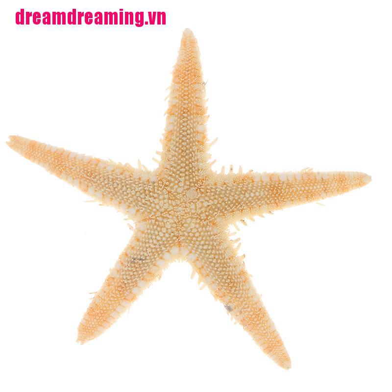 {DDM}Sea shells size:0.5-3cm 100pcs Mini Starfish Craft Decoration Natural Sea Stars