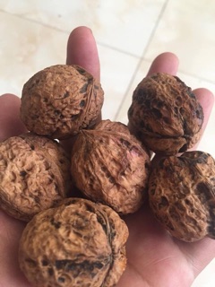 ÓC CHÓ VIỆT ĐIỆN BIÊN