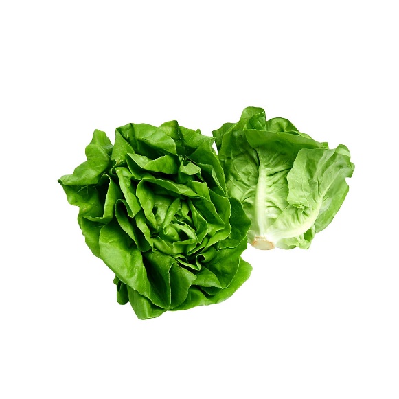 Hạt Giống XÀ LÁCH BÚP HN-10 (2 Gr)