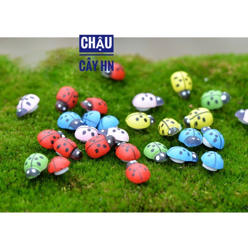Tiểu cảnh - Bọ cánh cứng làm phụ kiện trang trí sen đá, xương rồng, terrarium, cây cảnh để bàn, cây mini