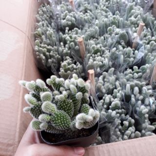 Sương rồng tai thỏ trắng. 1 chậu khoảng 5 thân . Đang lên rất nhiều tai thỏ