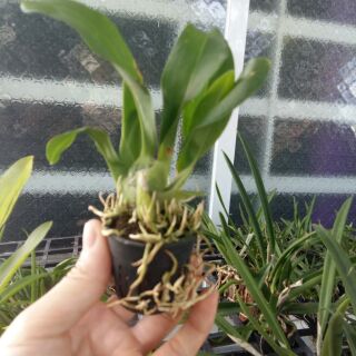 Hoa lan hoàng hậu